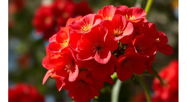 Vibrant red flowering gum blossoms against green foliage